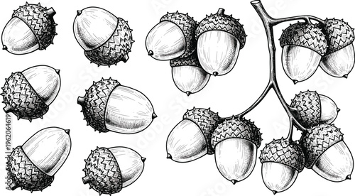 Set of acorn vector illustrations in vintage engraving style with oak tree seeds and branches for autumn harvest nature design