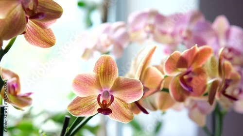 Orange and pink orchids blooming on rural house windowsill filled with warm sunlight creating soft natural accent and cozy countryside interior mood