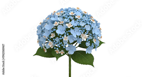 Blue Hydrangea Bloom with White Accents
