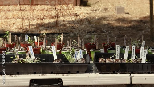 Starter Plants for a Vegetable and Herb Garden