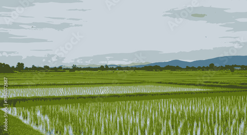 Rice field with water reflection.