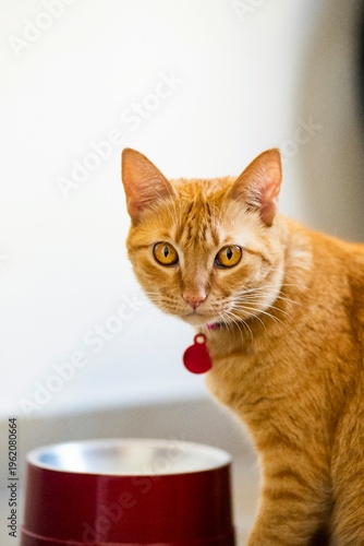 Short-haired orange cat, next to its food bowl, in close-up. The animal is facing the camera, with a fixed and attentive gaze. Diffused light.