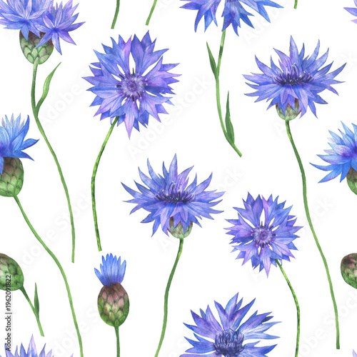 Seamless cornflower pattern white