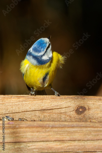 Eurasian blue tit (Cyanistes caeruleus)