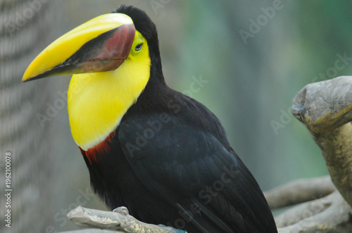 Chestnut-mandible Toucan at the Buffalo Zoo