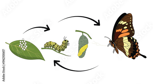 Educational diagram showing the complete life cycle of a butterfly from eggs on a leaf to caterpillar, pupa, and adult stages.
