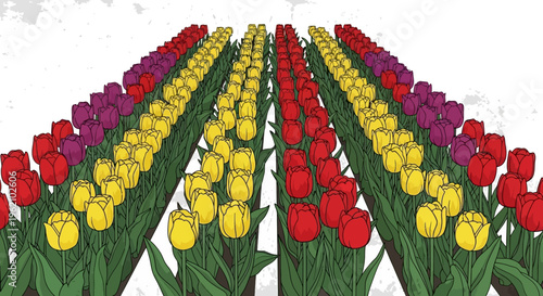 A field of tulips in red, yellow, and purple