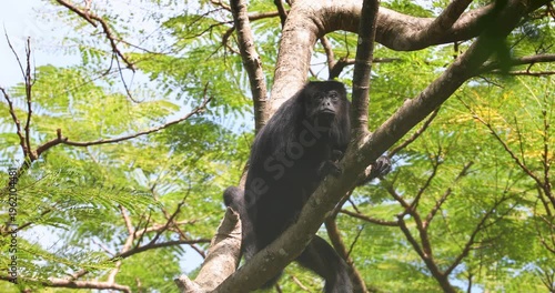 Black Howler Monkey in rainforest of Belize