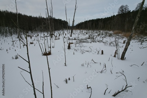 Frozen Creek as a Natural Path in Winter Landscape