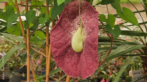 Aristolochia littoralis plant or elegant Dutchman's pipe. Aristolochiaceae family