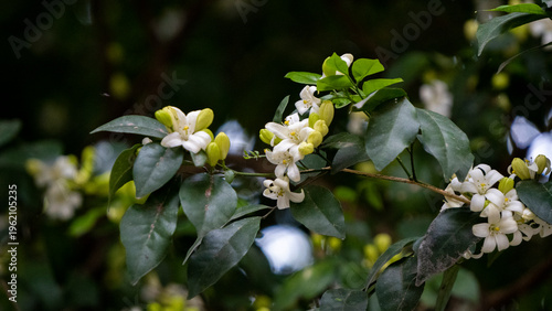 Kamini Kanchan or Murraya paniculata commonly known as Orange Jasmine 4.