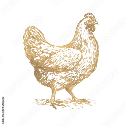 Hand drawn vintage golden chicken in engraving pencil sketch style. Detailed farm hen illustration isolated on white background for agriculture, poultry farming, packaging, food design. Vector