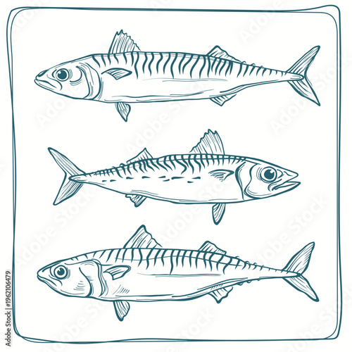 Three hand-drawn fish in outline style, simple and playful illustration