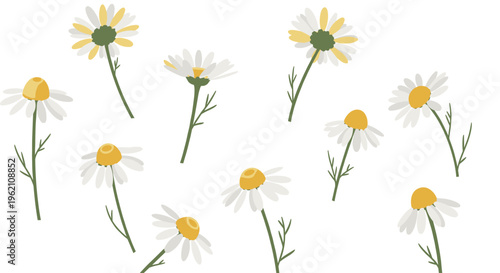 Eleven delicate chamomile flowers with white petals and yellow centers are scattered gracefully across a pristine white background.