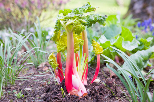 Forced rhubarb stems growing in a UK garden in spring