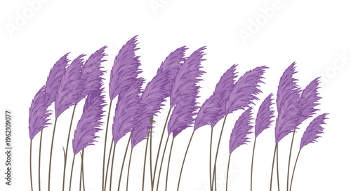 Numerous purple pampas grass plumes with brown stems sway gently to the right against a white background.