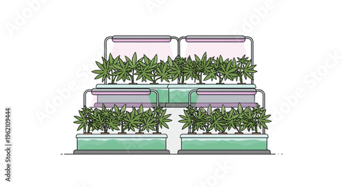 A multi-tiered indoor cannabis cultivation system with many green plants under purple grow lights is displayed.