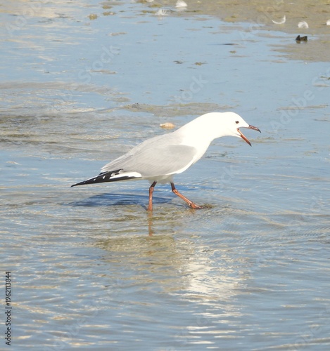 seagull on the beach