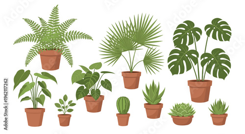 Collection of common indoor houseplants like monstera, fern, and succulents growing in simple terracotta pots on a white background.