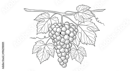 Detailed black and white line drawing of a ripe bunch of grapes hanging from a vine with several large textured leaves.
