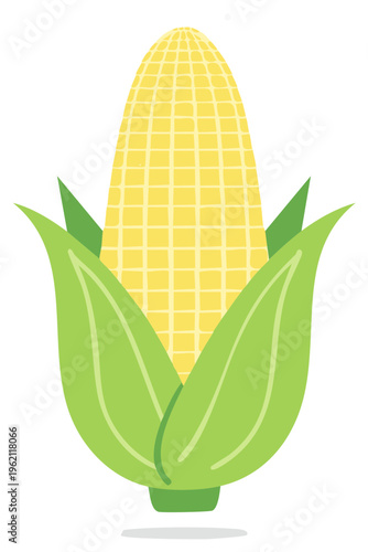 Yellow corn with green husk, summer vegetable, vector illustration for agriculture and food concepts