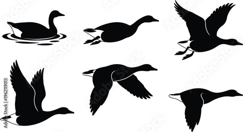 Duck silhouette vector set with swimming and flying poses, waterfowl bird icons for wildlife design collection