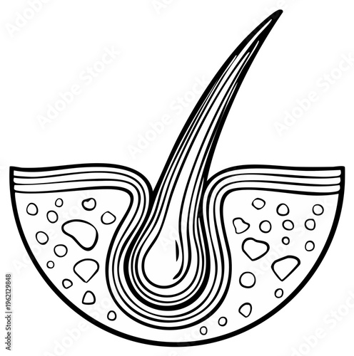 Hair follicle diagram, black and white line art illustration.