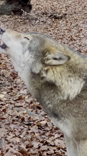 Two wolves communicating by howling in forest

