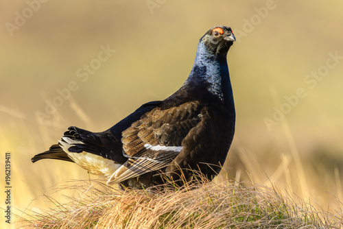 Canvas-taulu Black Grouse in Swaledale