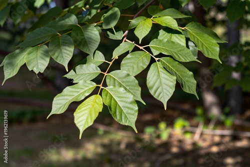 The sun shines through the leaves of a tree