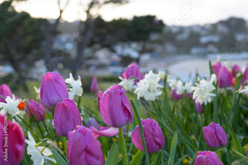 Jolis parterres de tulipes au-dessus de la plage Trestraou à Perros-Guirec en Bretagne - France
