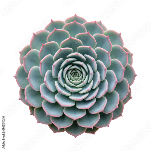 Top view of a symmetrical pink and green echeveria succulent isolated on white