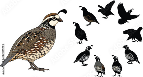 Quail Bird Vector Illustration Set with Detailed Plumage and Flying Silhouettes Collection for Wildlife Nature Ornithology and Educational Graphic Design Projects