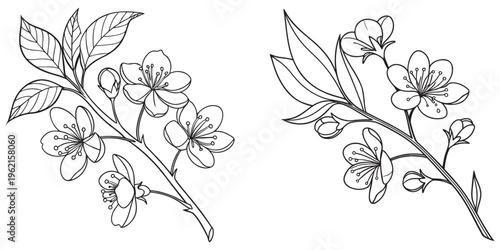 Elegant floral vine with flowers and leaves design eps 10