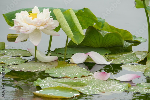 Nested-flower Lotus -Nelumbo nucifera; Double-petal Lotus; Double-flowered Lotus; Hundred-Petal Lotus