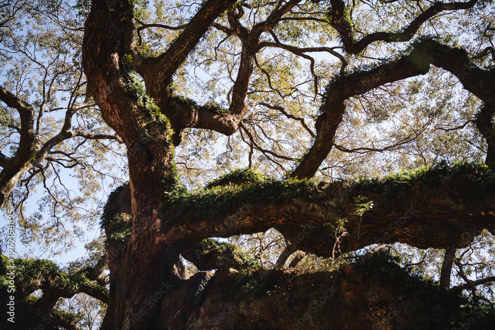 Fototapeta premium Ancient oak tree canopy with moss and sprawling limbs under sunlight