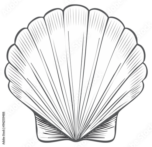 Elegant black and white scallop seashell drawn in a classic vintage engraving line art style