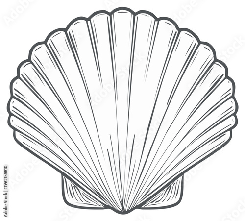 Elegant Shell Outline Illustration with Detailed Ribs Marine Graphic Design