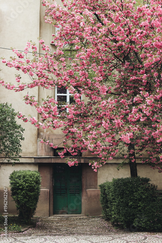Pink cherry blossom tree in full bloom in a quiet urban courtyard with vintage European building. Soft pastel tones, calm spring mood, copy space for travel, lifestyle and seasonal design. 