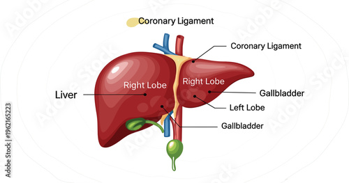 Human Liver Anatomy Vector Illustration with Right and Left Lobes, Gallbladder, and Coronary Ligament Labeled Medical Diagram