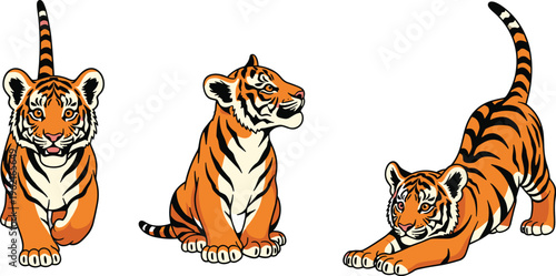 Realistic tiger cub vector illustration set showing walking, sitting, and stretching poses, detailed hand-drawn wild cat characters for wildlife education, children’s books, or decorative digital use