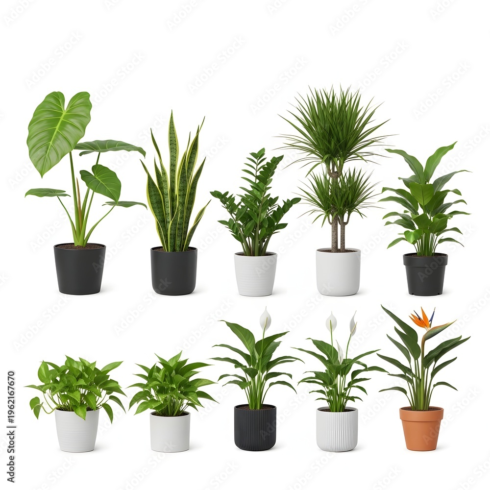 Obraz premium A collection of potted plants on white background