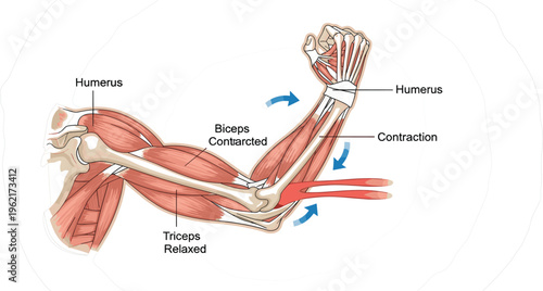 Human Arm Muscle Contraction Anatomy Diagram Showing Biceps and Triceps Movement with Humerus Bone Structure for Medical Education, Physiology Study and Biology Learning