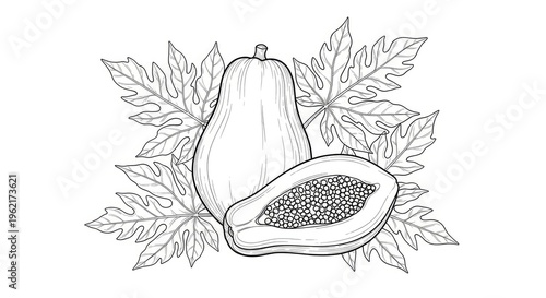 Detailed monochrome papaya illustration with leaves perfect for design resources
