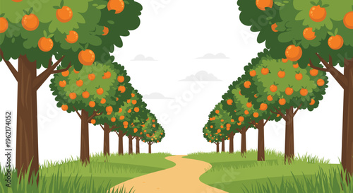 Rows of lush green orange trees laden with ripe fruit line a winding dirt path in a scenic grove.