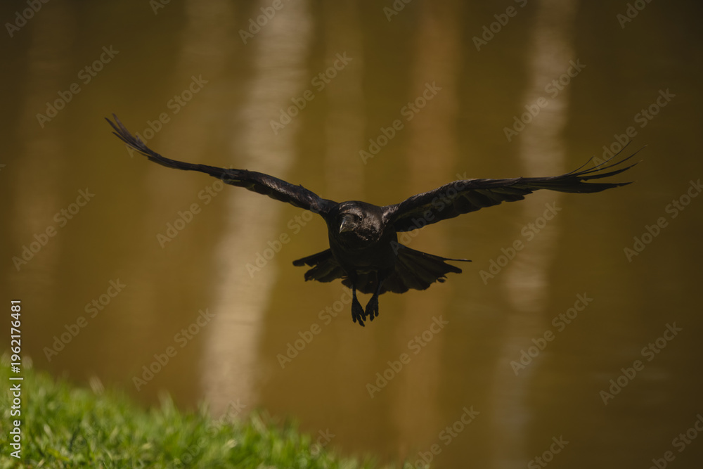 Fototapeta premium Common raven flies over pool spreading wings