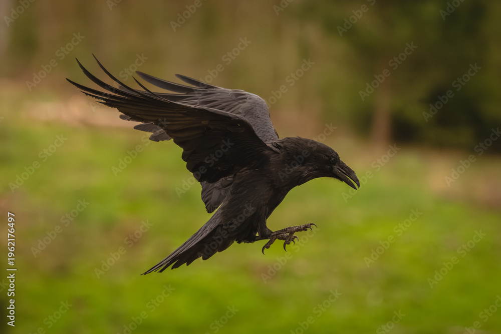 Fototapeta premium Common raven flies through clearing lifting wings