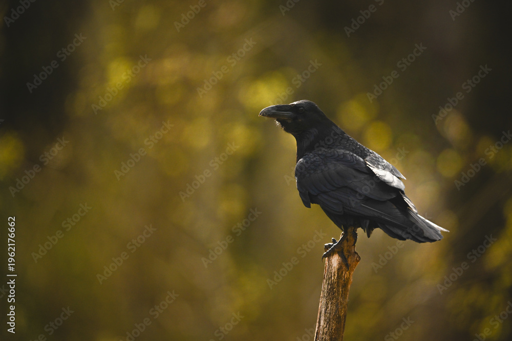 Fototapeta premium Common raven in profile on diagonal stump