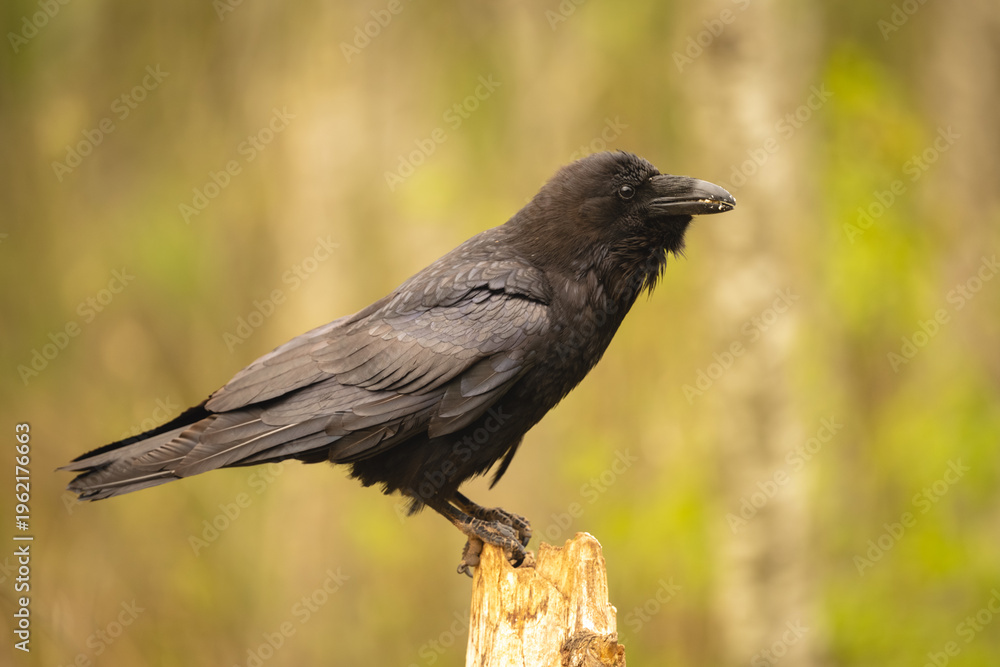Fototapeta premium Common raven in profile on broken stump