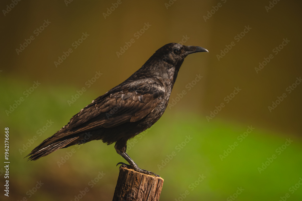 Fototapeta premium Common raven in profile on wooden post